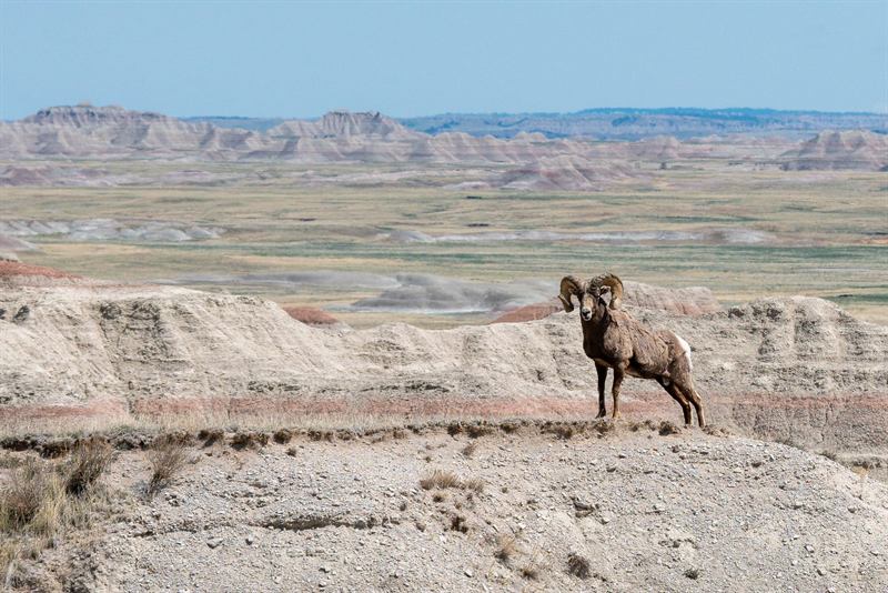 Bighorn Sheep in the Badlands